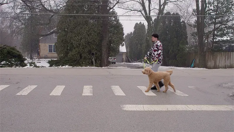 Alec Koujaian walking his dog, golden doodle, across the street