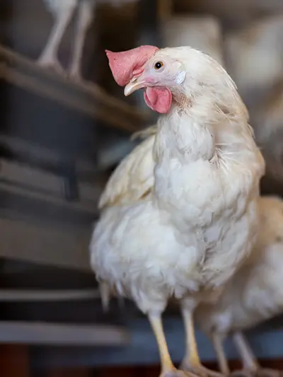 A lone chicken looks left with the background of the interior of a barn is out of focus.