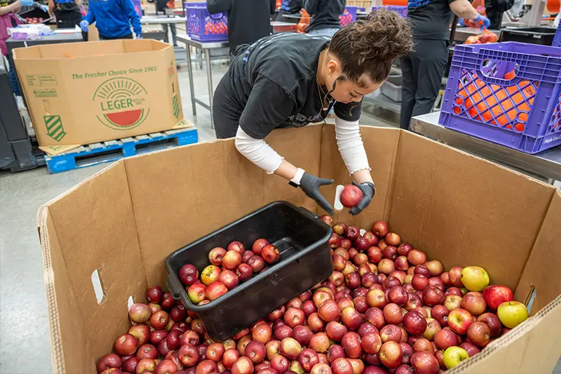 A volunteer wearing black gloves gently places apples into a large cardboard container filled with other red and yellow apples. A black plastic bin rests inside the cardboard box, also filled with apples. In the background, other volunteers work at tables processing more produce.