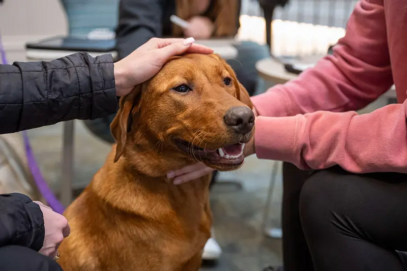 A friendly fox-red Labrador Retriever sits patiently while several hands pet its head and neck. The dog looks at the camera with soft eyes and a relaxed, open mouth.