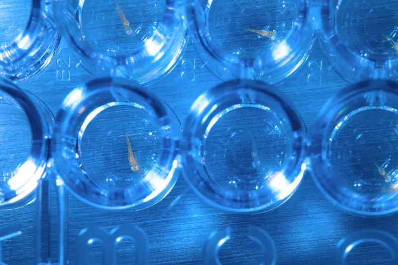 Close-up of a multi-well plate, likely used in scientific research. Each well contains a small, translucent organism, possibly zebrafish larvae, illuminated under blue light. The plate is made of clear plastic, and the wells are arranged in a grid pattern. The image highlights the individual organisms within each well, suggesting a focus on individual observation or experimentation.