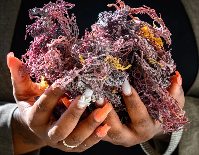 Hands holding pink and purple stringy sea moss. 