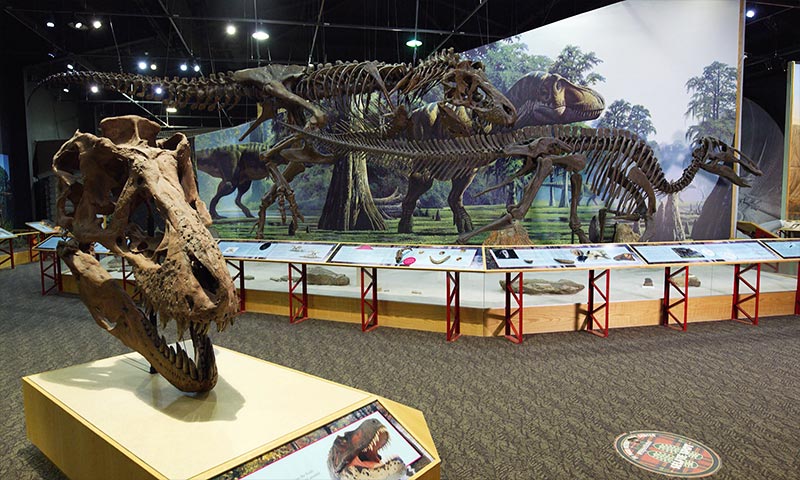 Archeo ludic t-rex squelette dinosaure phosphorescent science et