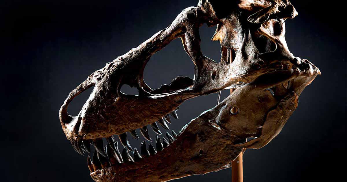 Archéo-ludic: T-Rex phosphorescent – Comme des Pirates